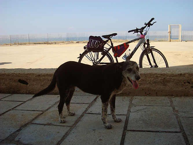 Hund und Fahrrad, Capo Colonna Kopie