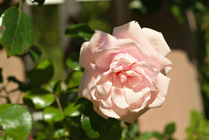 Rose-in-Europas-Rosengarten