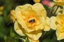 Biene-auf-Rose-in-Europas-R