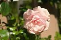 Rose-in-Europas-Rosengarten