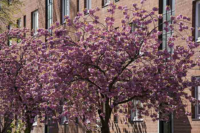 Frühlingsbaum, Wolliner Straße Kopie