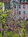 Fruehlingsstrauch in Potsdam, April 2008 Kopie