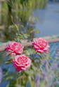 rosenfloweredbridge Kopie