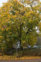 Baum in Schildow Kopie