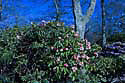 rhododendron_MG_4326_DxO_raw Kopie