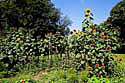 sunflowers Kopie