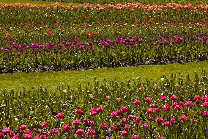 Tulipan im Britzer Garten Kopie