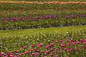 Tulipan im Britzer Garten Kopie