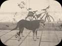 Hund und Fahrrad, Capo Colonnaalternativeversion Kopie