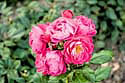 Rosenstock--Orleans-Blumeng