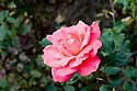 splendid-rose-orleans