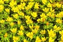 gelbe-fruhlingsblumen