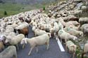 Schafe hemmen das Vorwaertskommen von Anton Wilhelm Stolzing_DSC8940 Kopie