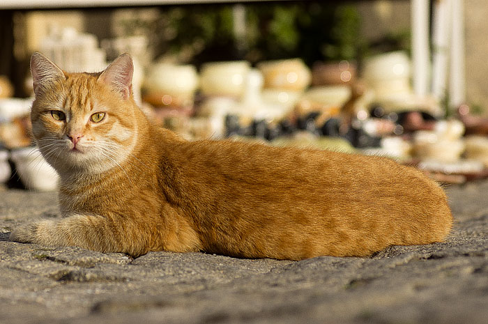 Huebsche gelbe Katze an der Isabey-Moschee Kopie