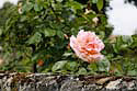 rosestemilion1592