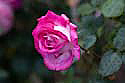 rose1471