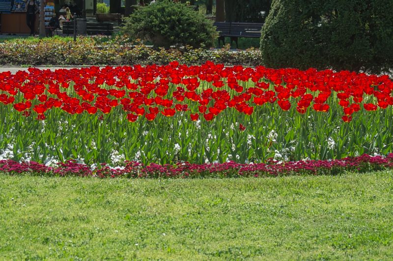 Tulpen, Belgrad