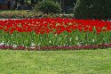 Tulpen, Belgrad