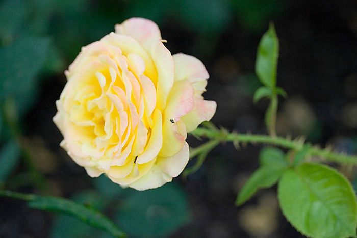 Gelbe Rose im Britzer Garten