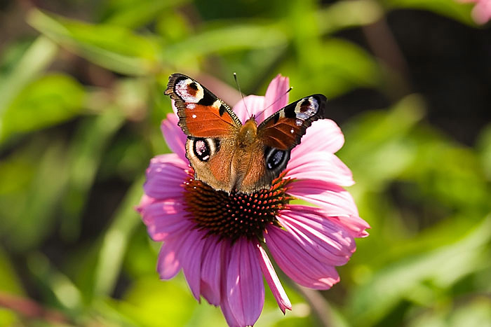 Schmetterling 1505