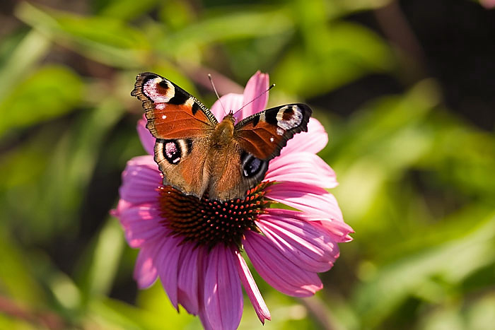 Schmetterling 1507