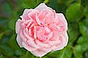 Rose-im-Britzer-Garten