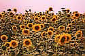 Sonnenblumen-in-HD-Kirchhei