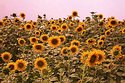 Sonnenblumen-in-HD-Kirchhei.jpg