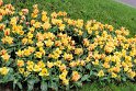 Tulpen (Bad Langensalza)