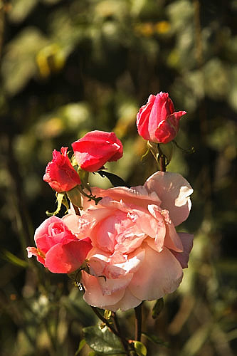 rosen