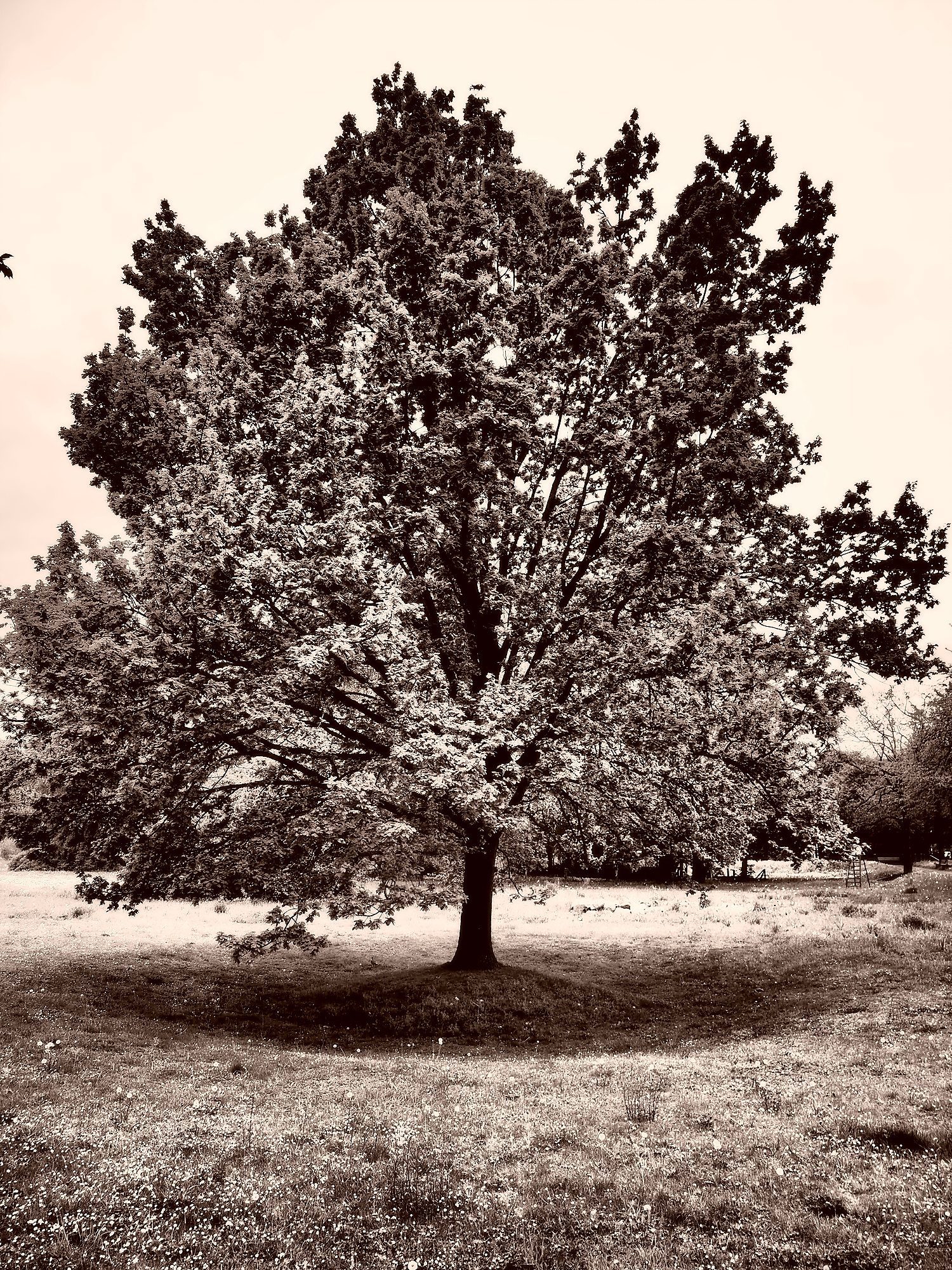 P5080079A
