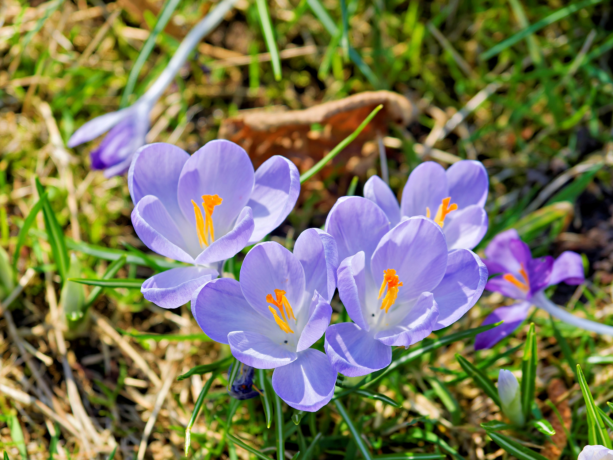 _3220014_DxOazul soleada-1A