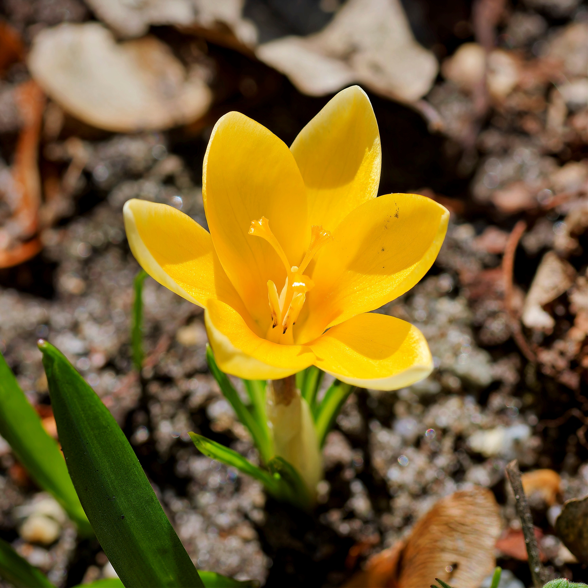 _3220029_DxOazul soleadaA