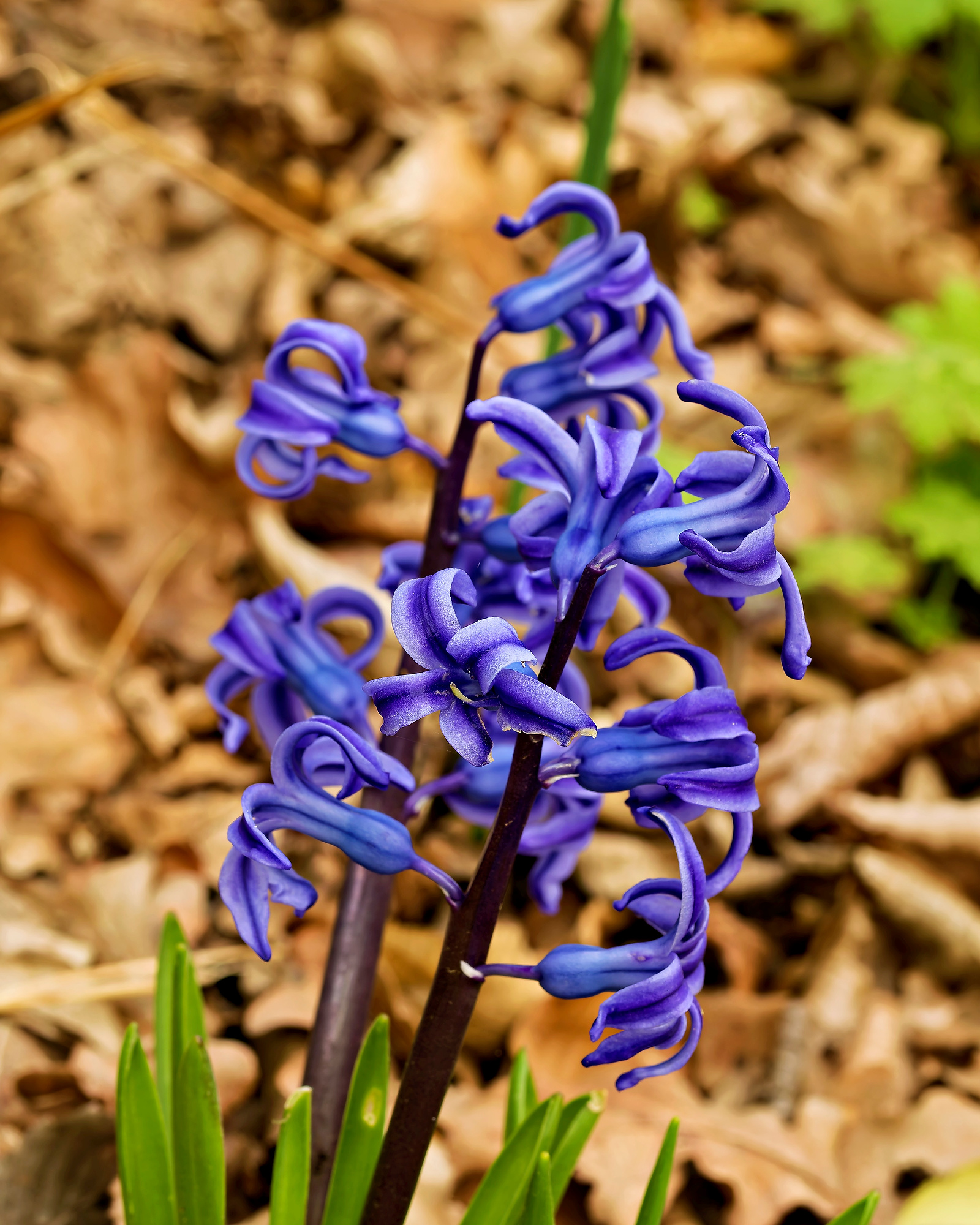 _4160162_DxO_Radiant-2A