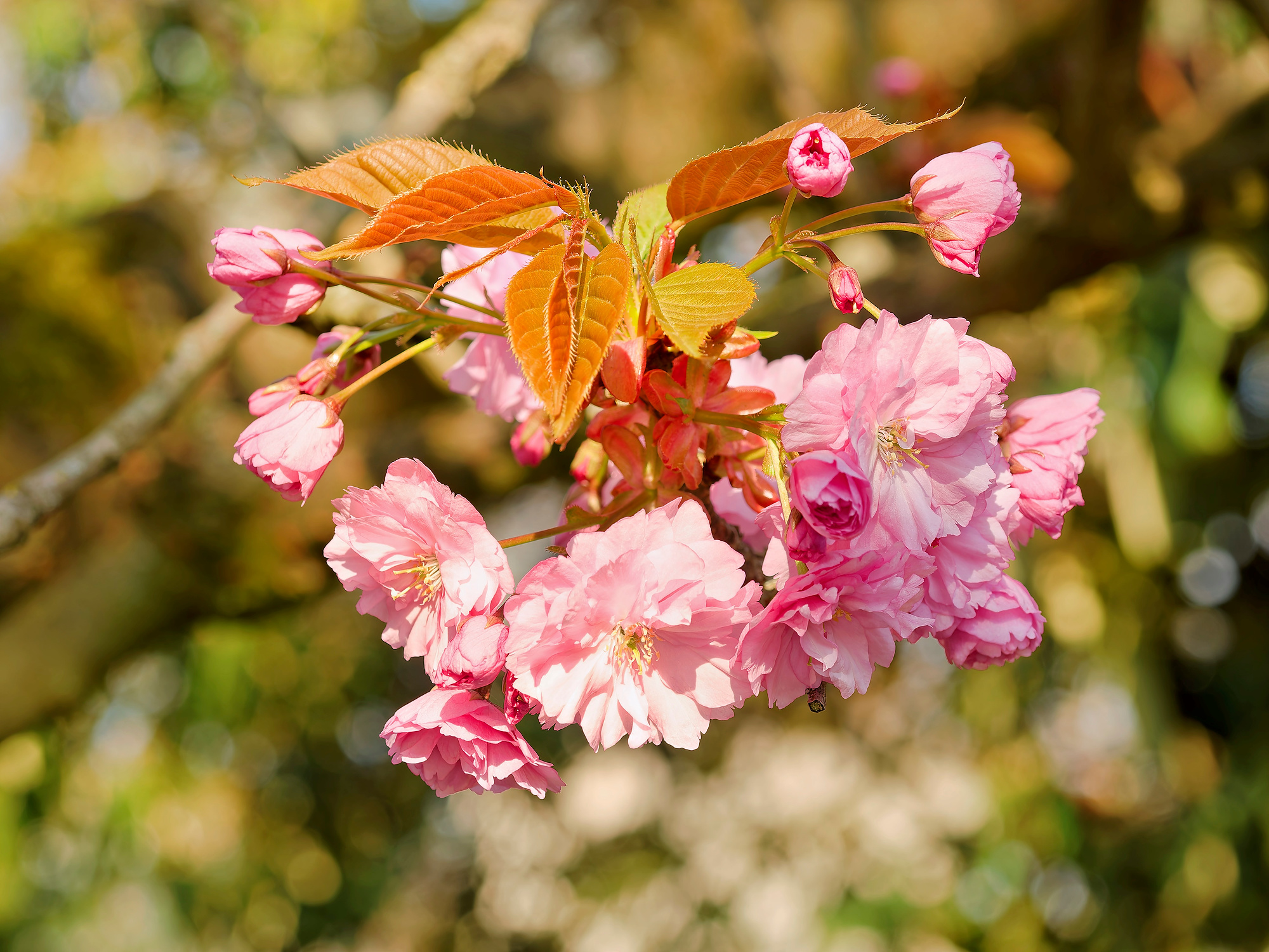 _4160180_DxO_RadiantA