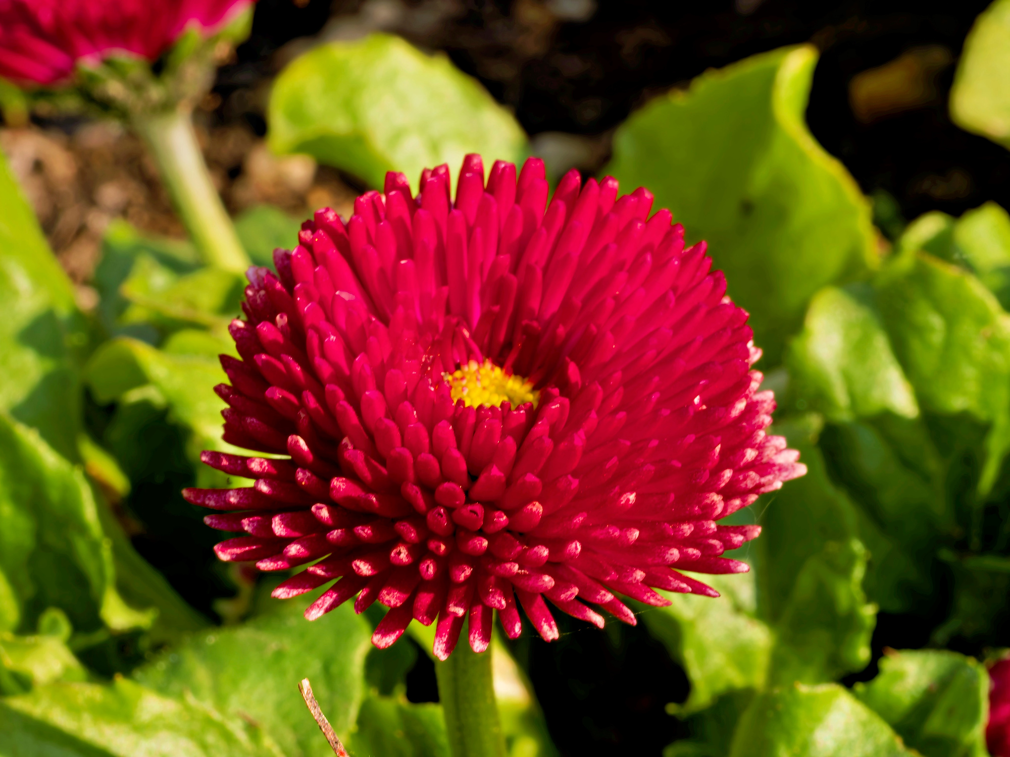 _4160183_DxO_RadiantA