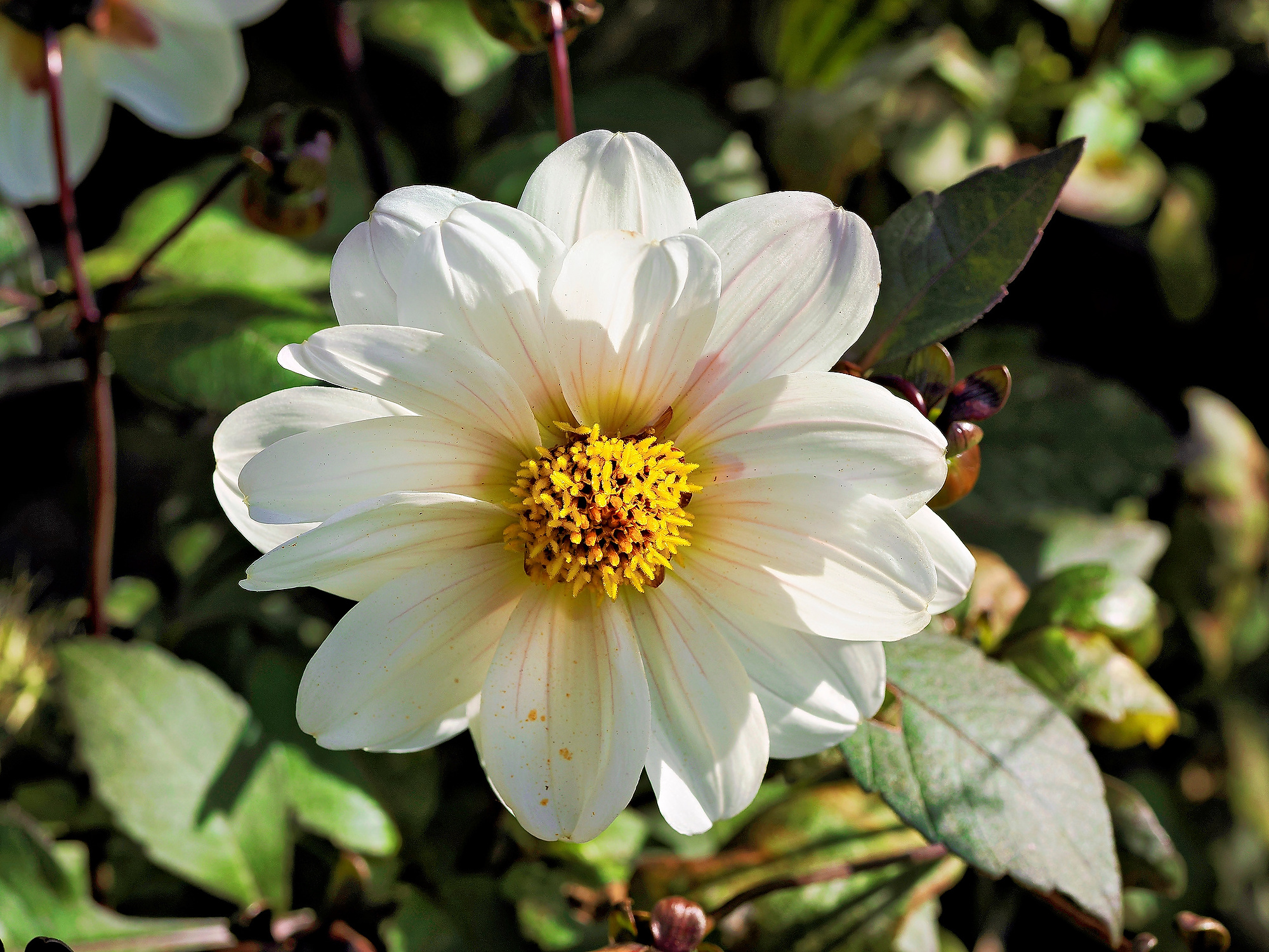 _A180060_DxO_RadiantA