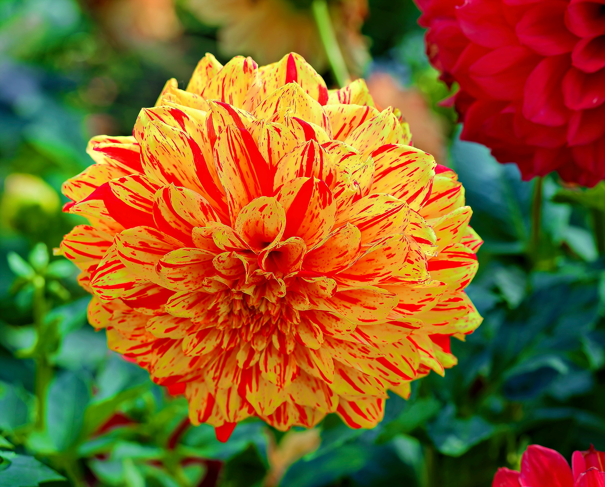 _A180062_DxO_RadiantA